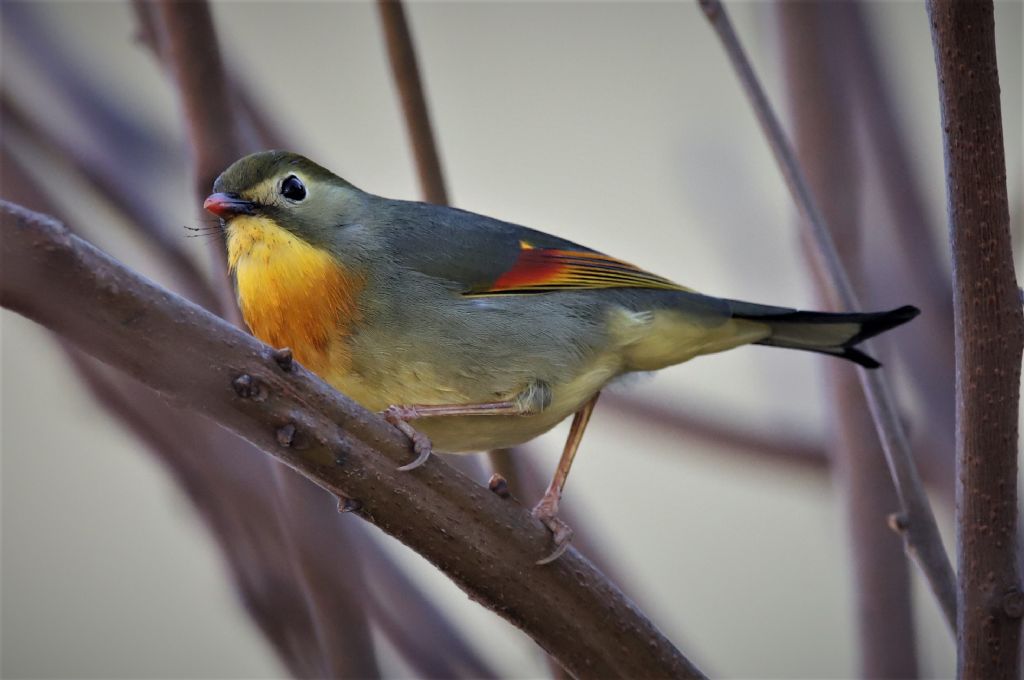 Usignolo del Giappone (Leiothrix lutea)